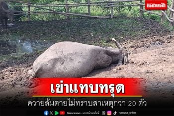 เจ้าของเข่าแทบทรุด ควายล้มตายไม่ทราบสาเหตุกว่า 20 ตัว