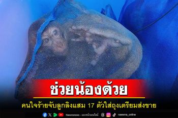 น่าสงสาร!พบลูกลิงแสม17ตัวถูกจับใส่ถุงแขวนกับต้นไม้ในป่าคาดเตรียมส่งขาย