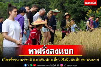 ผู้ว่าฯแม่ฮ่องสอนพาฝรั่งลงแขกเกี่ยวข้าวส่งเสริมท่องเที่ยวเชิงนิเวศ