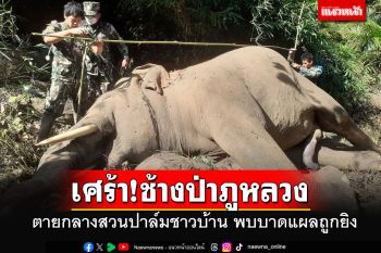 ล่าคนใจร้าย!! ช้างป่าภูหลวงตายกลางสวนปาล์ม พบบาดแผลคาดถูกยิง