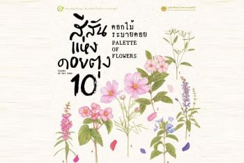 หนาวนี้ ‘ดอกไม้ระบายดอย’ ในงานสีสันแห่งดอยตุง ครั้งที่ 10