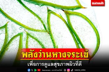 พลังว่านหางจระเข้ เพื่อการดูแลสุขภาพผิวที่ดี