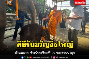 ทำพิธีรับขวัญยิ่งใหญ่! \'พังนพมาศ\' ช้างน้อยเชือกที่109 ของสวนนงนุช