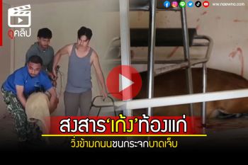 (คลิป) ช่วยเก้งท้องแก่! วิ่งข้ามถนนชนกระจกร้านเสริมสวย บาดเจ็บตื่นกลัวคน