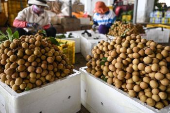 ไหหลำส่งออก \'ผลไม้เขตร้อน\' เติบโต ส่งลิ้นจี่ไร้เมล็ดป้อนตลาดไทยครั้งแรก