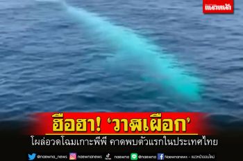 ฮือฮา! \'วาฬเผือก\' โผล่อวดโฉมเกาะพีพี จ.กระบี่ คาดพบตัวแรกของประเทศไทย