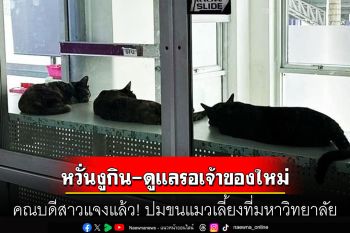 คณบดีสาวแจงแล้ว! ปมขนแมวเลี้ยงที่มหาวิทยาลัย หวั่นงูกิน-แค่ช่วยกันดูแลรอเจ้าของใหม่