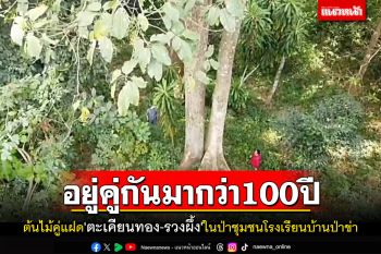 พบต้นไม้คู่รักต่างสายพันธุ์\'ต้นตะเคียนทอง-รวงผึ้ง\'ยืนต้นคู่ขนานกันมากว่า 100 ปี