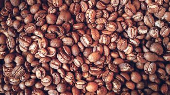 ชวนคอกาแฟร่วมงาน‘Japan Coffee Festival in Bangkok’