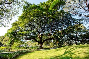 กทม. Big Trees และไทยเบฟ สร้างความยั่งยืนสิ่งแวดล้อม  ฟื้นฟู ‘ต้นจามจุรี’ ใน ‘สวนเบญจกิติ’ ปอดแห่งใหม่ใจกลางกรุง