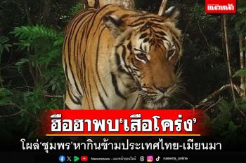 ฮือฮาพบ‘เสือโคร่ง’โผล่‘ชุมพร’หากินข้ามประเทศไทย-เมียนมา เตรียมสำรวจคุ้มครอง