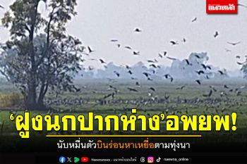 \'ฝูงนกปากห่าง\'อพยพ! นับหมื่นตัวบินร่อนหาเหยื่อตามทุ่งนา