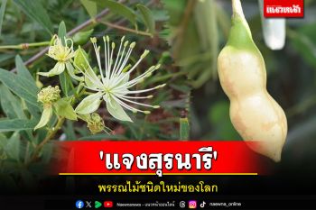 โคราชเจ๋งใช้รังสีอินฟราเรดแสงวิเคราะห์\'แจงสุรนารี\'พรรณไม้ชนิดใหม่ของโลกที่เคยค้นพบเมื่อปี\'64