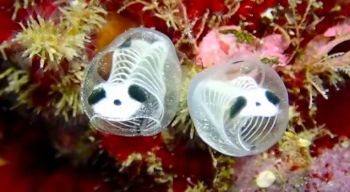 Science Update : ‘เพรียงทะเล’ แห่งญี่ปุ่น สัตว์พันธุ์ใหม่หน้าคล้ายแพนด้า
