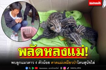 พลัดหลงแม่! \'ลูกแมวดาว\' 4 ตัวน้อย คาดแม่แมวป่าโดนสุนัขไล่