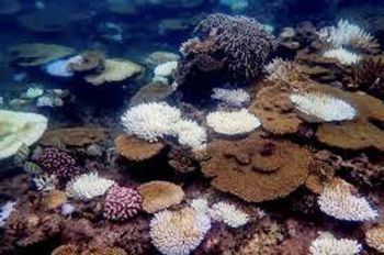 Science Update : เตือนปะการังทั่วโลกกำลังฟอกขาว