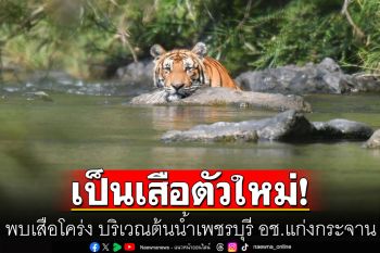 ข่าวดี! พบเสือโคร่ง บริเวณต้นน้ำเพชรบุรี อช.แก่งกระจาน เป็นเสือตัวใหม่ ได้ชื่อ\'KKT-006M\'