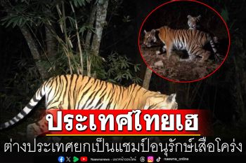 สุดยอด! ประเทศไทยเฮ ต่างประเทศยกเป็นแชมป์อนุรักษ์เสือโคร่ง