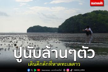 ฮือฮา! ปูนับล้านๆตัว โผล่หน้าหาดทะเลดาวสตูล ในทุกๆวันหลังน้ำลด