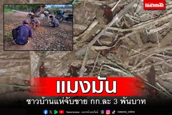 เมนูบ้านๆตามฤดูกาล! \'แมงมัน\' ราคาดี กก.ละ 3 พันบาท