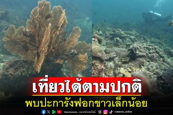 อุทยานพีพีเปิดให้เที่ยวดำน้ำตามปกติหลังสำรวจปะการังพบฟอกขาวเล็กน้อย