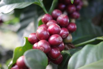 กรมวิชาการเกษตรจัดงาน‘Thailand Best Coffee Beans’ ประกวดหาสุดยอดกาแฟไทย พร้อมยกระดับสู่เวทีโลก