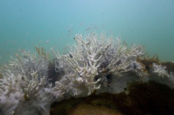 Science Update : ปะการังโลกฟอกขาวกว่า 60%