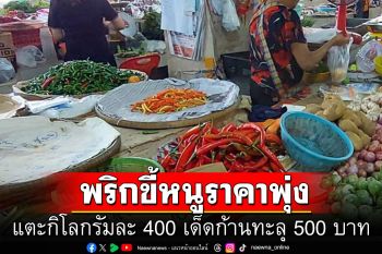 พริกขี้หนูราคาพุ่ง แตะกิโลกรัมละ 400 เด็ดก้านทะลุ 500 บาท