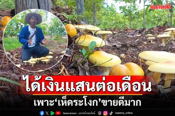 หนุ่มทิ้งงานเมืองกรุงฯ เพาะ\'เห็ดระโงก\' ขายดีได้เงินแสนทุกเดือน