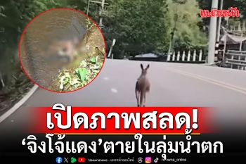 เปิดภาพสลด! ‘จิงโจ้แดง’ตาย ในลุ่มน้ำตกห้วยช่างเคี่ยน