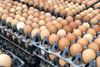 เกษตรกรผู้เลี้ยงไก่ชี้\'ไข่ไก่\'มีขึ้นมีลง คาดอีกไม่นานเข้าสู่ภาวะปกติ
