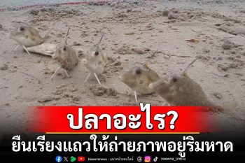ปลาอะไร? ยืนขาตั้งแหลมเรียงแถวให้ถ่ายภาพอยู่ริมหาด