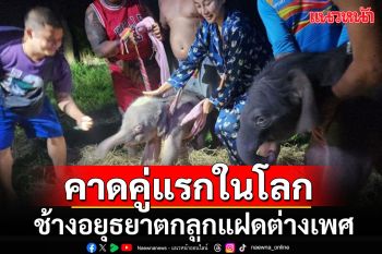 ภาพหาดูยาก!!! วังช้างอยุธยาตกลูกแฝด เป็นเพศเมีย-เพศผู้ คาดเป็นคู่แรกของโลก