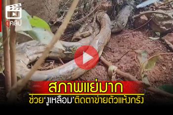 (คลิป) สภาพแย่มาก! ช่วย\'งูเหลือม\'ติดตาข่าย ตัวแห้งกรังแมลงวันเริ่มตอม