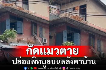 \'มูลนิธิวอชด็อกฯ\'บุกตรวจข้อเท็จจริงกรณีปล่อย\'พิทบูล\'บนหลังคาบ้านกัดแมวตาย