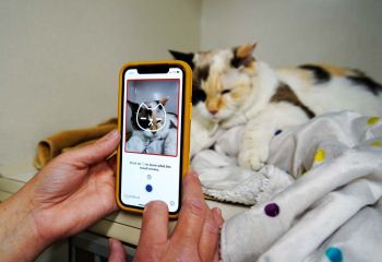 Science Update : ญี่ปุ่นใช้ AI ช่วยประเมินความเจ็บป่วยแมว