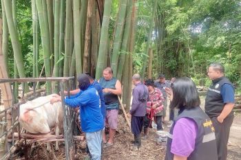 กฟก.เชียงรายสร้างความเข้าใจแนวทางการบริหารโครงการเลี้ยงโคงบกู้ยืมปลอดดอกเบี้ย