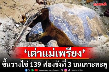 สุดปลื้ม! \'เต่าแม่เพรียง\'ขึ้นวางไข่ 139 ฟองต่อเนื่องรังที่ 3 บนเกาะทะลุ