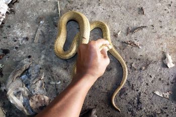 ‘บังกลาเทศ’สั่งทุกรพ.สำรองเซรุ่มแก้พิษ หลังพบคนถูกงูกัดเพิ่มขึ้น