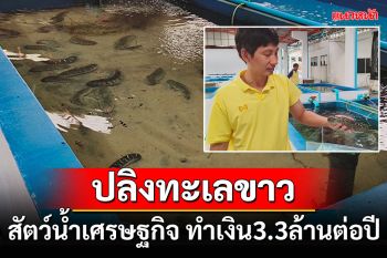 \'ปลิงทะเลขาว\' สัตว์น้ำเศรษฐกิจพังงา สร้างมูลค่า3.3ล้านบาทต่อปี