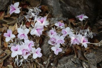 นักวิจัยไทยค้นพบ ‘ดอกดินเขาหินปูน’ พืชวงศ์ขิงข่าชนิดใหม่ของโลก