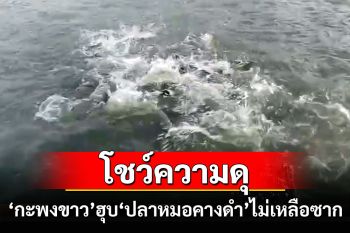 โชว์ความดุดัน\'กะพงขาว\'ก่อนปล่อยลงคลองไล่ล่า\'ปลาหมอคางดำ\'