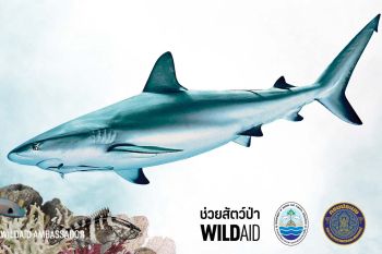 ข่าวดีของฉลาม!‘องค์กรไวล์ดเอด’เผยคนเมืองกินหูฉลามลดลงราว 34%
