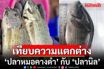 \'ผู้เชี่ยวชาญ\' เปรียบเทียบความแตกต่าง \'ปลาหมอคางดำ\' กับ \'ปลานิล\'