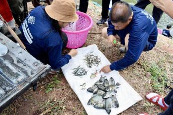 ปชช.แจ้งเบาะแส‘กรมประมง’จับไม่หยุดล่า‘ปลาหมอคางดำ’ ฟื้นฟูความหลากหลายทางชีวภาพ