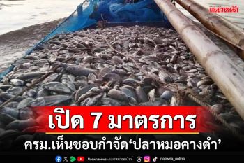 ‘ครม.’เห็นชอบ 7 มาตรการแก้ปัญหา‘ปลาหมอคางดำ’ ไม่ปิดแนวคิดใช้‘ไซยาไนด์’