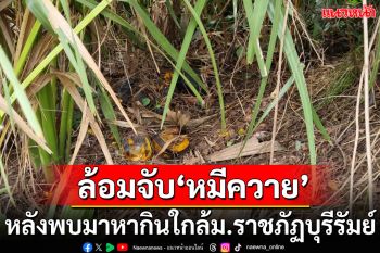 ล้อมจับ\'หมีควาย\'หลังพบออกมาหากินใกล้ม.ราชภัฏบุรีรัมย์ หวั่นทำอันตรายชาวบ้าน