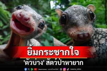 ส่องความน่ารัก \'ตัวบ่าง\' สัตว์ป่าหายาก