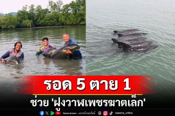 ชาวบ้านอ่าวกุ้งช่วย \'ฝูงวาฬเพชรฆาตเล็ก\' เกยตื้นป่าโกงกาง รอด 5 ตาย 1 ตัว