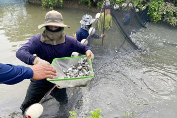 เรือนจำจ.สมุทรสงคราม นำผู้ต้องขังสนับสนุนกำจัด\'ปลาหมอคางดำ\'ได้ 200 กก.